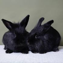 Thumbnail photo of Lulu #1