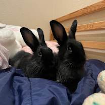 Thumbnail photo of Lulu #3