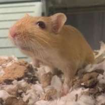 Thumbnail photo of Joey #1