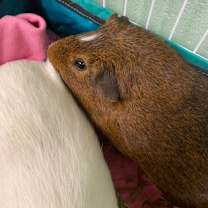 Thumbnail photo of Carl #3