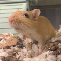 Thumbnail photo of Joey #3