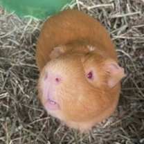 Thumbnail photo of Fudgy #1