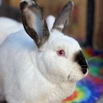 Thumbnail photo of Benjamin #1