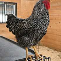 Thumbnail photo of Noodle #3