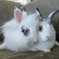 Thumbnail photo of Luke & Leia #3