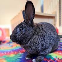 Thumbnail photo of Felix #2