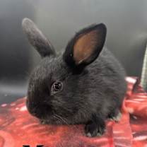 Thumbnail photo of Morgana #2