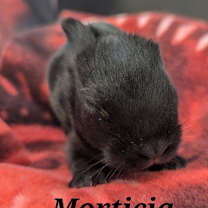 Thumbnail photo of Morgana #3