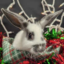 Thumbnail photo of Lilith #1