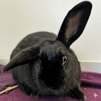 Thumbnail photo of Lady Bunny #1