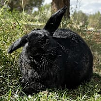 Thumbnail photo of Lady Bunny #4