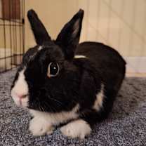 Thumbnail photo of Loopy #1