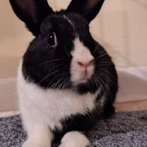 Thumbnail photo of Loopy #2