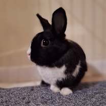 Thumbnail photo of Loopy #4