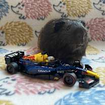 Thumbnail photo of Max Furstappen #1