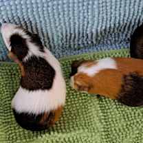 Thumbnail photo of Lefty #2