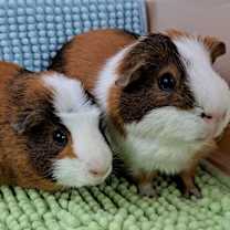 Thumbnail photo of Snickers Pig #1