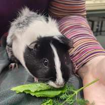 Thumbnail photo of Azura #1