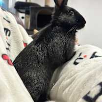 Thumbnail photo of Pippistrelle #1