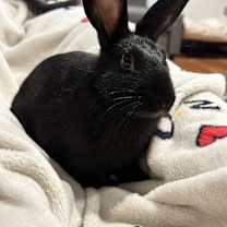 Thumbnail photo of Pippistrelle #2