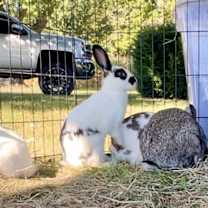 Thumbnail photo of Oreo #3