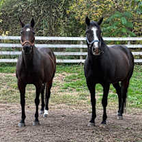 Thumbnail photo of Cypress #3