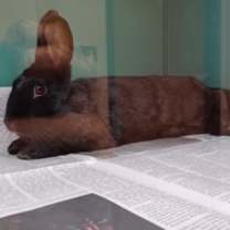 Thumbnail photo of Fifi #2