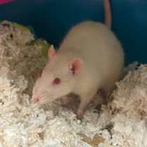 Thumbnail photo of Tiki #2