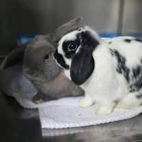 Thumbnail photo of Bonnie #3