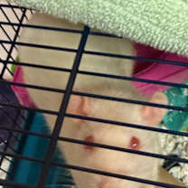 Thumbnail photo of Tiki #3