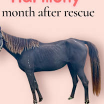 Thumbnail photo of Harmony #2