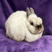 Thumbnail photo of Swift #1