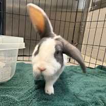 Thumbnail photo of Boreo #4