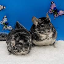 Thumbnail photo of Renata (and Avril) #1