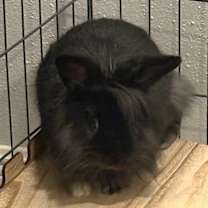 Thumbnail photo of Smokey #2