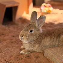 Thumbnail photo of Notorious B.U.N. #4