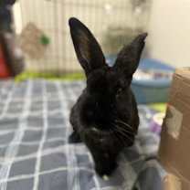 Thumbnail photo of Batman #1