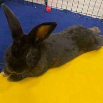 Thumbnail photo of Batman #3