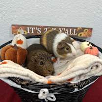 Thumbnail photo of Perry #3