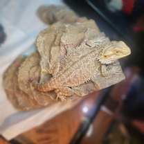 Thumbnail photo of Zara #3