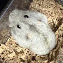 Thumbnail photo of Tanzanite #2