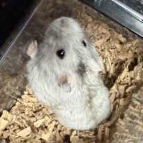 Thumbnail photo of Tanzanite #3