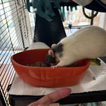 Thumbnail photo of George and Lenny #3