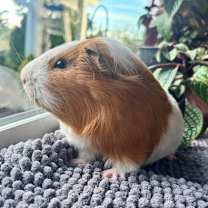 Thumbnail photo of Frederick #2