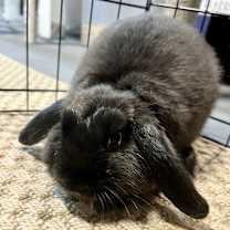 Thumbnail photo of Nestle #3