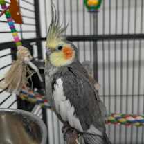 Thumbnail photo of Carlisle #3