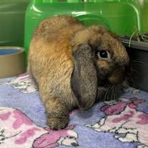 Thumbnail photo of Reptar #2