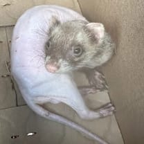 Thumbnail photo of Iggy #2