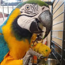 Thumbnail photo of Aalfie #1