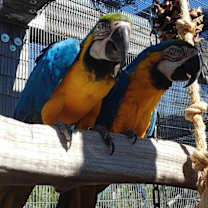 Thumbnail photo of Aalfie #2